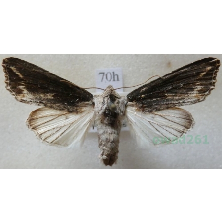 Egira conspicillaris (Linnaeus, 1758) Gaszka zorzyca Czech70h